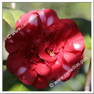 Camellia Japonica 'Bev Piets Smile'