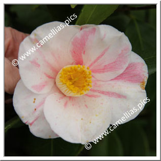 Camellia Japonica 'Perle de la Pilardière'