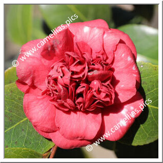 Camellia Japonica 'Pilida'