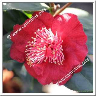 Camellia Japonica 'Pincushion'