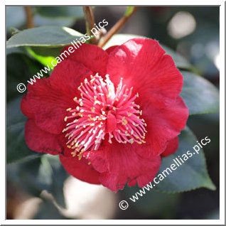 Camellia Japonica 'Pincushion'