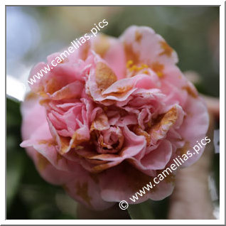 Camellia Japonica 'Pink Ball'