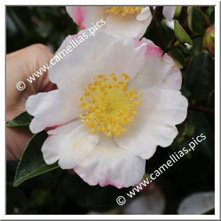 Camellia Sasanqua 'Plantation Pink Blanc '