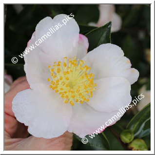 Camellia Sasanqua 'Plantation Pink Blanc '