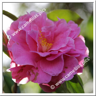 Camellia Hybride 'Pink Cameo'