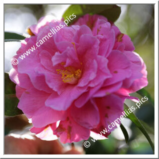 Camellia Hybride 'Pink Cameo'