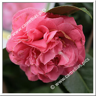Camellia Japonica 'Pink Champagne'