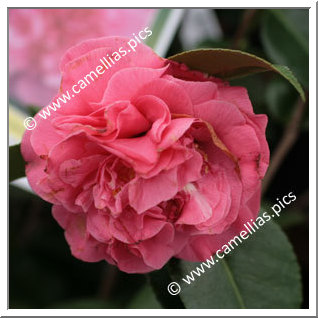 Camellia Japonica 'Pink Champagne'