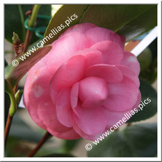 Camellia Japonica 'Pink Chardonneret'