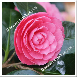 Camellia Japonica 'Pink Chardonneret'