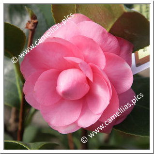 Camellia Japonica 'Pink Chardonneret'