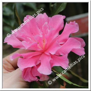 Camellia Hybride C.x williamsii 'Pink Dahlia'