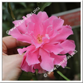 Camellia Hybrid C.x williamsii 'Pink Dahlia'