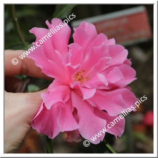 Camellia Hybride C.x williamsii 'Pink Dahlia'