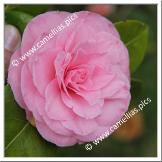 Camellia Japonica 'Pink Diddy '