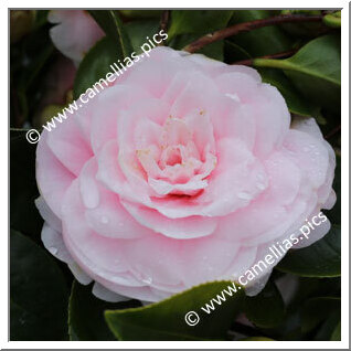 Camellia Japonica 'Pink Frost'