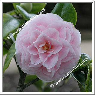 Camellia Japonica 'Pink Frost'
