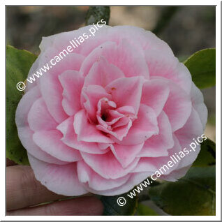 Camellia Japonica 'Pink Frost'