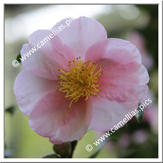 Camellia Hybrid 'Pink Goddess'