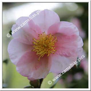 Camellia Hybride 'Pink Goddess'