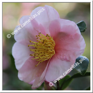 Camellia Hybrid 'Pink Goddess'