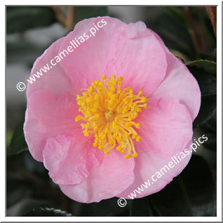 Camellia Hybrid 'Pink Goddess'