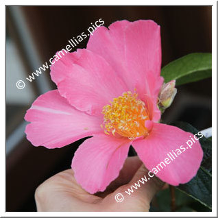 Camellia Hybride 'Pink Granthamiana'