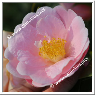 Camellia Hybride 'Pink Icicle'