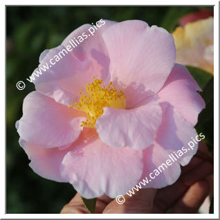 Camellia Hybrid 'Pink Icicle'