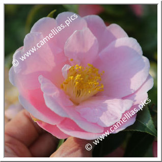 Camellia Hybrid 'Pink Icicle'