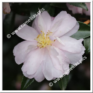 Camellia Sasanqua 'Pink Lassie'