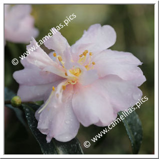 Camellia Sasanqua 'Pink Lassie'