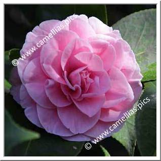 Camellia Japonica 'Pink Pagoda'