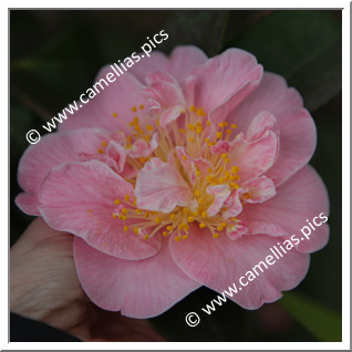 Camellia Japonica 'Pink Parade'