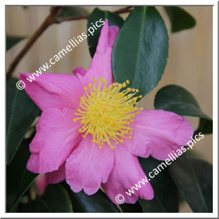 Camellia Sasanqua 'Pink Serenade'