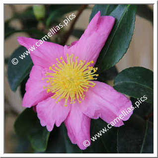 Camellia Sasanqua 'Pink Serenade'