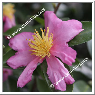 Camellia Sasanqua 'Pink Serenade'