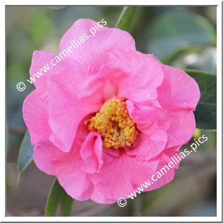 Camellia Hybride 'Pink Sparkle'