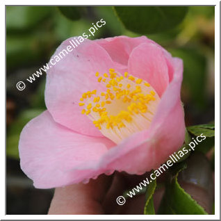 Camellia Hybrid C.x williamsii 'Pink Wave'