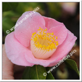 Camellia Hybrid C.x williamsii 'Pink Wave'