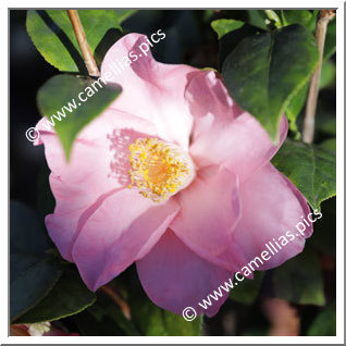 Camellia Japonica 'Pink Wings'