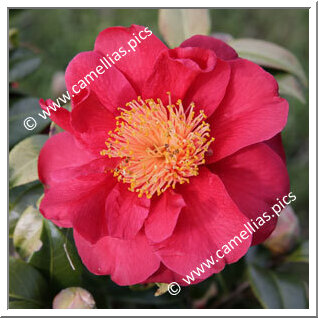 Camellia Japonica 'Pirate's Gold'