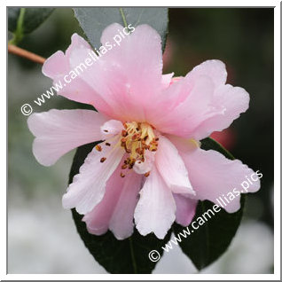 Camellia Hybrid 'Pit Pit Fischer'