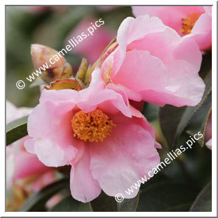 Camellia Species 'C. pitardii'