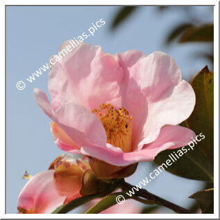 Camellia Species C. pitardii