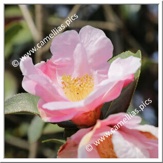 Camellia Species 'C. pitardii'