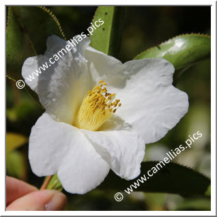 Camellia Species 'C. pitardii var. alba'