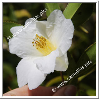 Camellia Species 'C. pitardii var. alba'
