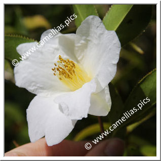 Camellia Botanique C. pitardii var. alba