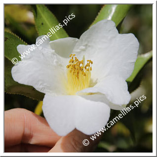 Camellia Species 'C. pitardii var. alba'